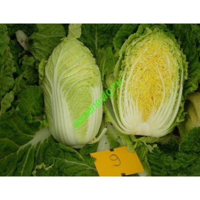 Табалуга F1, 1000 семян, Sakata (Япония)