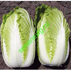 Кисеки F1, 1000 семян, Sakata (Япония)