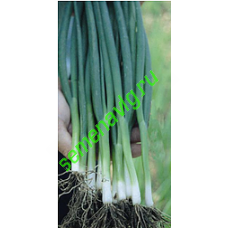 Тотем F1, 500 гр., Sakata (Япония)