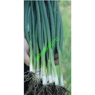 Тотем F1, 500 гр., Sakata (Япония) Тотем F1, 500 гр., Sakata (Япония)