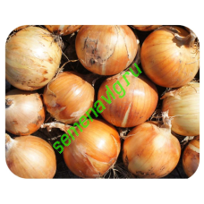 Спениш Медальон F1, 250 000 семян, Sakata (Япония)