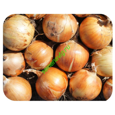 Спениш Медальон F1, 250 000 семян, Sakata (Япония)