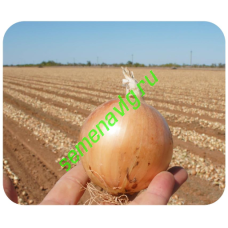 Эвейшн F1, 250 000 семян, Sakata (Япония)