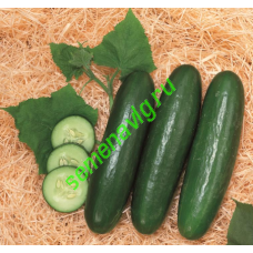 Зена F1, 1000 семян, Sakata (Япония)