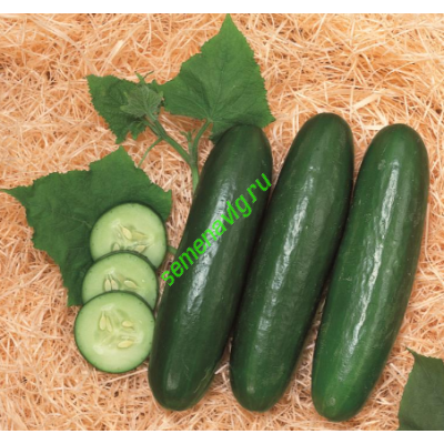 Зена F1, 1000 семян, Sakata (Япония)