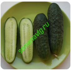 Мария F1, 1000 семян, Sakata (Япония)