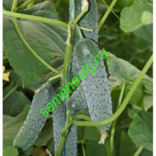 Уран F1, 500 семян, Sakata (Япония)