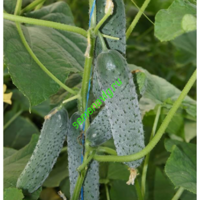 Уран F1, 500 семян, Sakata (Япония)