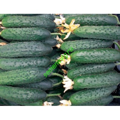 Габри F1, 500 семян, Sakata (Япония) Габри F1, 500 семян, Sakata (Япония)