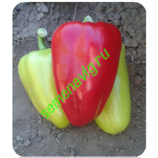 Бэст / Поло F1, 500 семян, Sakata (Япония)