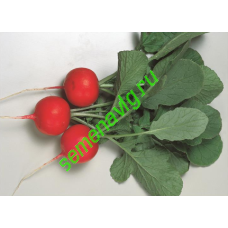 Глориет F1, 10 000 семян, Sakata (Япония)