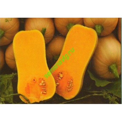 Ариэль F1, 1000 семян, Sakata (Япония)