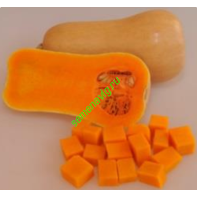 Плуто F1, 1000 семян, Sakata (Япония)