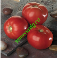 Белла Роса F1, 1000 семян, Sakata (Япония)