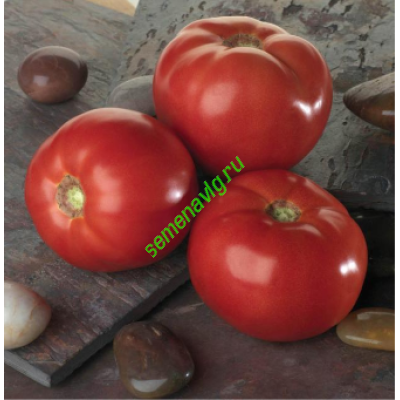 Белла Роса F1, 1000 семян, Sakata (Япония)