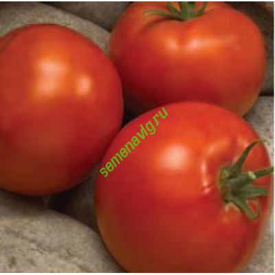 Линда F1, 1000 семян, Sakata (Япония)