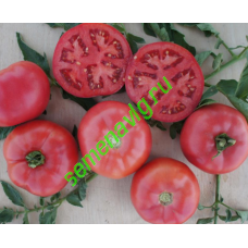 Пинк Буш F1, 1000 семян, Sakata (Япония)