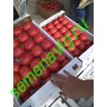 Пинк Парадайз F1, 500 семян, Sakata (Япония)