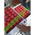 Пинк Парадайз F1, 500 семян, Sakata (Япония)