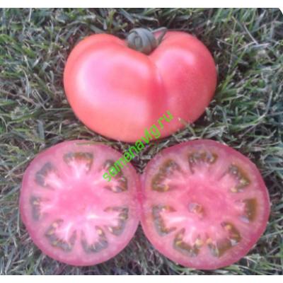 Пинк Парадайз F1, 500 семян, Sakata (Япония)