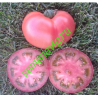 Пинк Парадайз F1, 500 семян, Sakata (Япония)