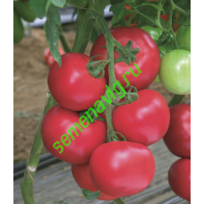 Пинк Импрэшн F1, 500 семян, Sakata (Япония)