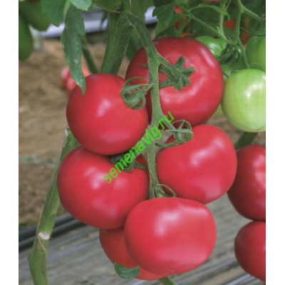 Пинк Импрэшн F1, 500 семян, Sakata (Япония)