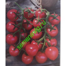 Рианна F1, 500 семян, Sakata (Япония) Рианна F1, 500 семян, Sakata (Япония)