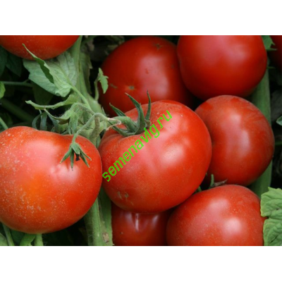 Лоджейн F1, 1000 семян, ENZA ZADEN (Голландия)