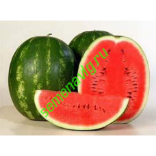 Каристан F1, 1000 семян, SYNGENTA (Швейцария)