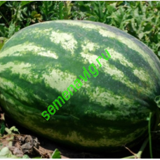 Маристо F1, 1000 семян, ENZA ZADEN (Голландия)