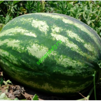 Маристо F1, 1000 семян, ENZA ZADEN (Голландия)