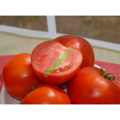 Бобкат F1, 1000 семян, SYNGENTA (Швейцария)