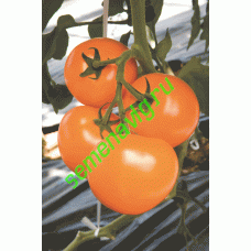 TI-169 F1, 250 семян,  TAKII SEED (Япония)