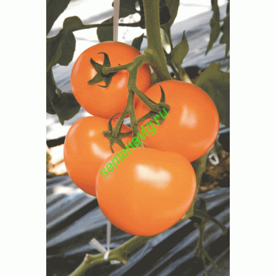 TI-169 F1, 250 семян,  TAKII SEED (Япония)