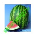 Продюсер F1, Пакет 500 гр., Hollar Seeds (США)