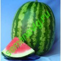Продюсер F1, Пакет 500 гр., Hollar Seeds (США)