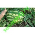 Продюсер F1, Пакет 500 гр., Hollar Seeds (США)