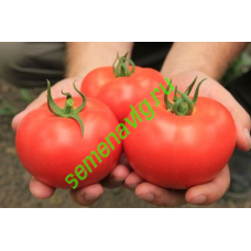 Белфорт F1, 500 семян, ENZA ZADEN (Голландия)