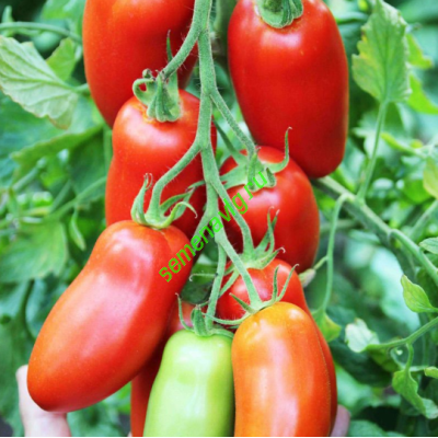 Поззано F1, 500 семян, ENZA ZADEN (Голландия)