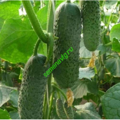 Бьерн F1, 500 семян, ENZA ZADEN (Голландия)