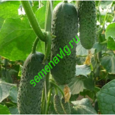 Бьерн F1, 1000 семян, ENZA ZADEN (Голландия)