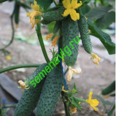 Гуннар F1, 500 семян, ENZA ZADEN (Голландия)