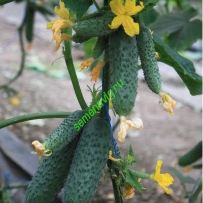 Гуннар F1, 500 семян, ENZA ZADEN (Голландия)