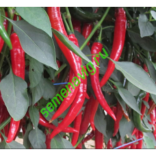 Шакира F1, 500 семян, ENZA ZADEN (Голландия)