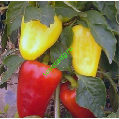 Лотта F1, 500 семян, ENZA ZADEN (Голландия)