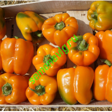 Магно F1, 500 семян, ENZA ZADEN (Голландия)