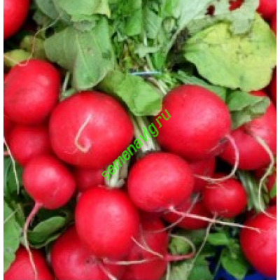 Вена F1, 500 гр., ENZA ZADEN (Голландия)