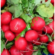 Вена F1, 500 гр., ENZA ZADEN (Голландия)