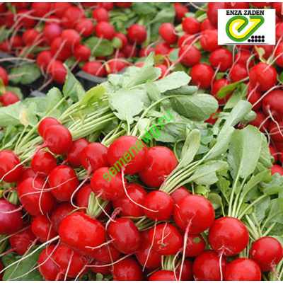 Эскала F1, 500 гр., ENZA ZADEN (Голландия)